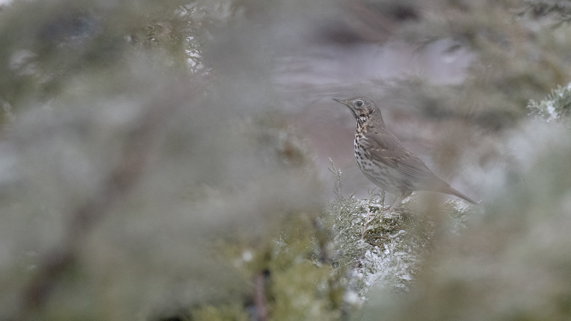 Song Thrush